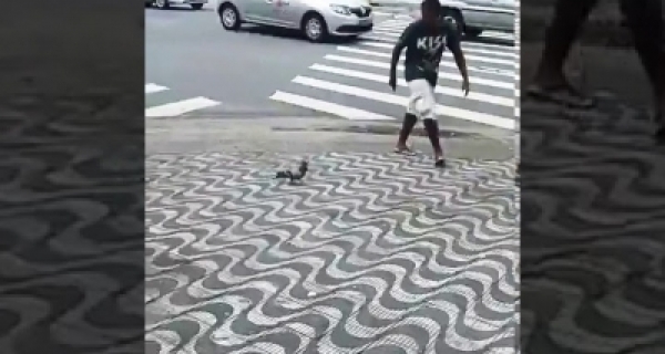 Viral Video: Pigeon trying to kill a tourist Image